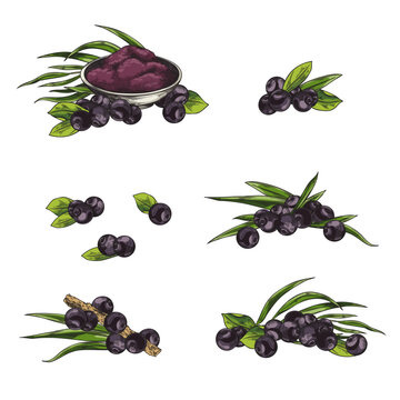 Acai berry food set hand drawn sketch style vector illustration isolated.