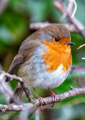 European Robin Red Breast (Erithacus rubecula) in National Botanic Gardens, Dublin, Ireland