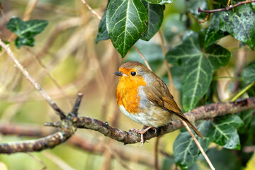 European Robin Red Breast (Erithacus rubecula) in National Botanic Gardens, Dublin, Ireland