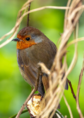 European Robin Red Breast (Erithacus rubecula) in National Botanic Gardens, Dublin, Ireland