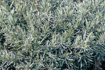 Close up of lavender bush in the garden. Nature background.