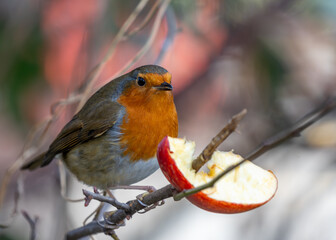 European Robin Red Breast (Erithacus rubecula) in National Botanic Gardens, Dublin, Ireland
