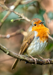 European Robin Red Breast (Erithacus rubecula) in National Botanic Gardens, Dublin, Ireland