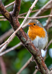 European Robin Red Breast (Erithacus rubecula) in National Botanic Gardens, Dublin, Ireland
