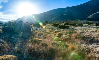 Cacti and yucca plants with tall flower stalks in desert landscape on a sunny day, Guadalupe Mountains National Park
