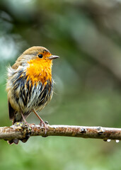 European Robin Red Breast (Erithacus rubecula) in National Botanic Gardens, Dublin, Ireland