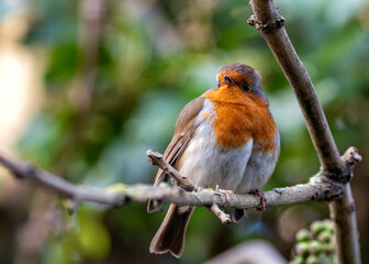 European Robin Red Breast (Erithacus rubecula) in National Botanic Gardens, Dublin, Ireland