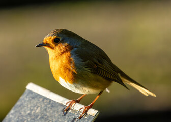 European Robin Red Breast (Erithacus rubecula) in National Botanic Gardens, Dublin, Ireland