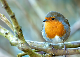 European Robin Red Breast (Erithacus rubecula) in National Botanic Gardens, Dublin, Ireland