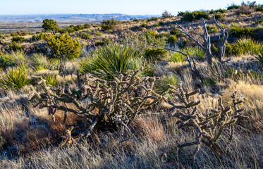 Tree cholla (Cylindropuntia imbricata) fruit, Guadalupe Mountains National Park, Texas