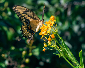 Black Swallowtail Feeding on Yellow Milkweed Blooms