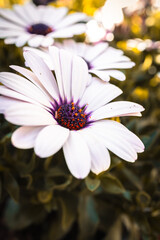 Obraz premium macro photographs of flowers with color and details