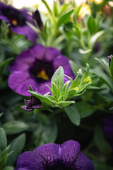 macro photographs of flowers with color and details