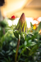 macro photographs of flowers with color and details