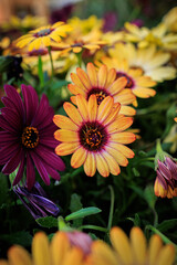 macro photographs of flowers with color and details