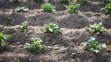 Rows of young potato plants growing in a row on a field. Growing vegetables in the soil. Home gardening. Potato field.