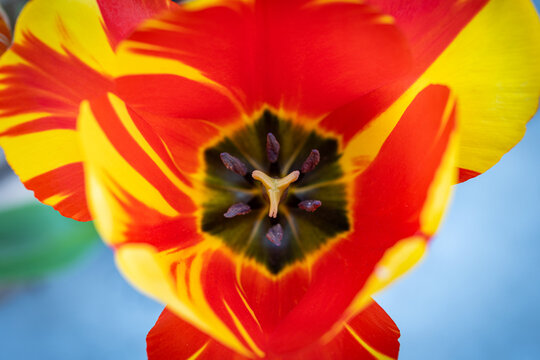 macro photographs of flowers with color and details