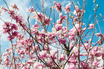 magnolia flowers with blue sky background - concept of positivity and renewal. spring