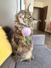 Maine Coon plays with a ball on a string