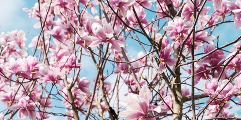 magnolia flowers with blue sky background - concept of positivity and renewal. spring