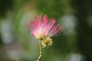 albizia julibrissin