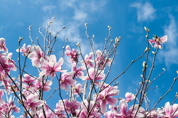 magnolia flowers with blue sky background - concept of positivity and renewal. spring