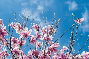 Wandaufkleber magnolia flowers with blue sky background - concept of positivity and renewal. spring © Bookaroo68