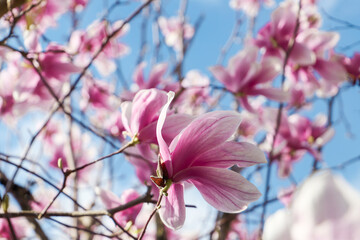 close up of the magnolia flowers with blue sky background - concept of positivity and renewal....