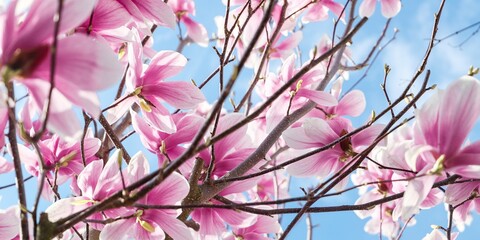 close up of the magnolia flowers with blue sky background - concept of positivity and renewal....