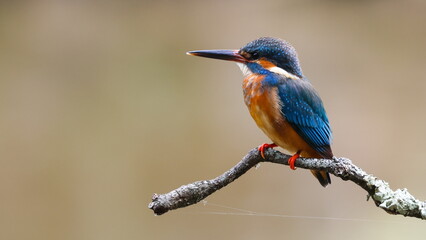 A Common kingfisher bird  (Alcedo atthis)