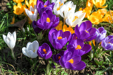 Grass filled with purple, white, and yellow flowers