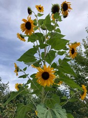 Tall sunflower stem with several flowers and leaves