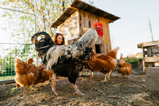 A large beautiful rooster close-up in a chicken coop while being fed by a woman farmer. Eco-friendly lifestyle with free-range chicken feeding. Rural scene, organic farming