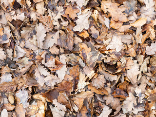 Dry oak tree leaves covering the ground. Orange and brown colors as an abstract background texture. Backdrop of a German woodlands theme in the environment.