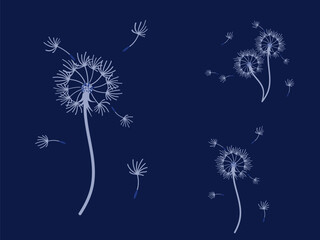 Obraz premium Abstract background dandelion design for decoration design.