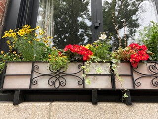 Planter in the window of a house, mix of flowering plants: white cosmos, pansies, red primroses, coreopsis with variegated ivy and willow branches with catkins