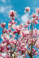 magnolia flowers with blue sky background - concept of positivity and renewal. spring