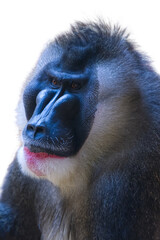Headshot of a drill ape monkey in png isolated