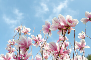 pink flowers on blue sky background. magnolia flowers with blue sky background - concept of positivity and renewal. spring