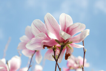 close up of the magnolia flowers with blue sky background - concept of positivity and renewal. spring