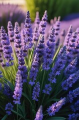 Obraz premium a large bush of flowering lavender