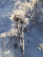 frost on the flower