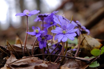 Group of the anemone hepatica kidneywort - violet spring flowers