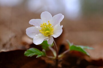 Spring white flower in the forest - single Anemone nemorosa