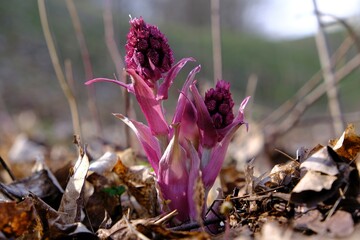 Flowers of pink butterbur (Petasites hybridus) - it is medicinal plant
