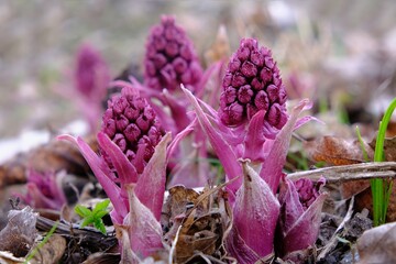 Flowers of pink butterbur (Petasites hybridus) - it is medicinal plant