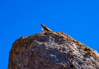 The red-tailed hawk (Buteo jamaicensis) - bird of prey sits on a rock in Rocks State Park, New Mexico