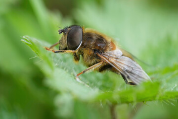Closeup on a tapered drone fly, Eristalis pertinax sitting on a