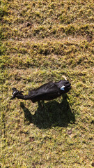 Cow grazing in open fields, aerial drone shot.