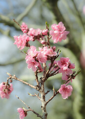 blossoming peach twigs - spring